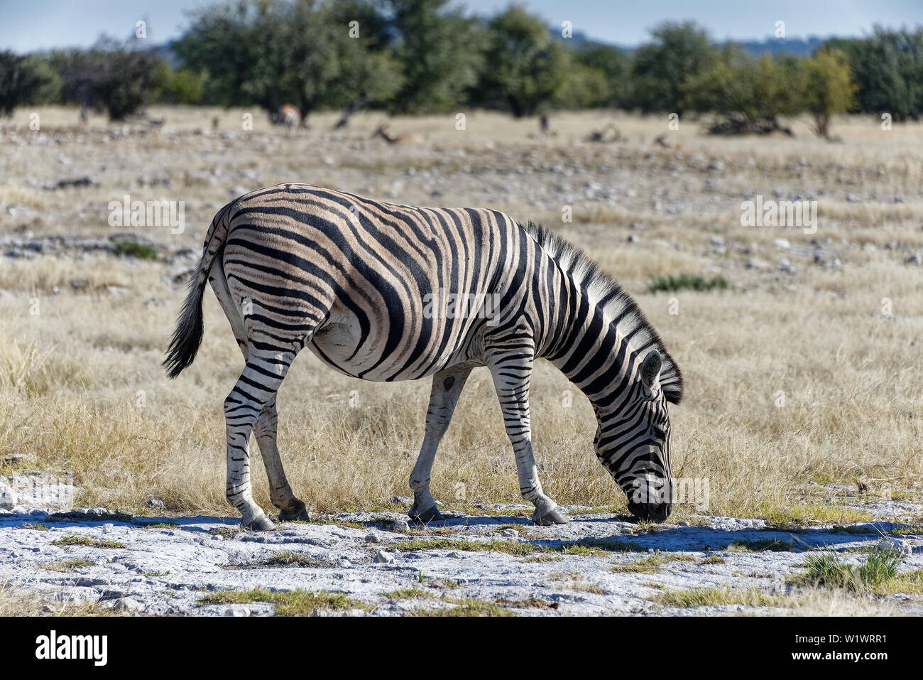 Ein Zebra ist Beweidung auf die afrikanische Steppe, gibt es Green Bush im Hintergrund Stockfoto Ein Zebra ist Beweidung auf die afrikanische Steppe, gibt es Green Bush im Hintergrund Stockfoto