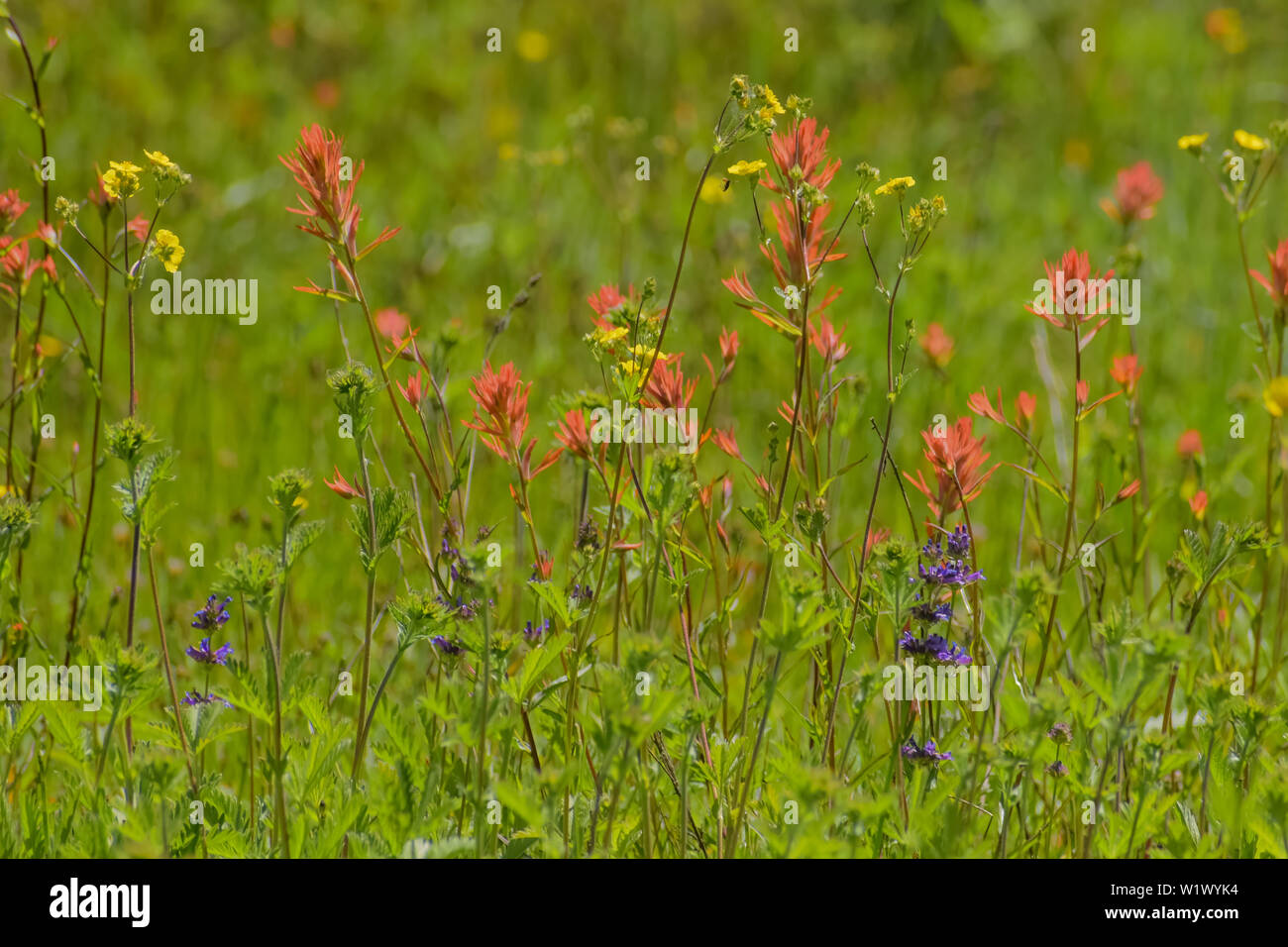Schöne rote Indian Paintbrush und lila Lupin einheimische Wildblumen blühen in einem grasbewachsenen Kalifornien Wiese Stockfoto