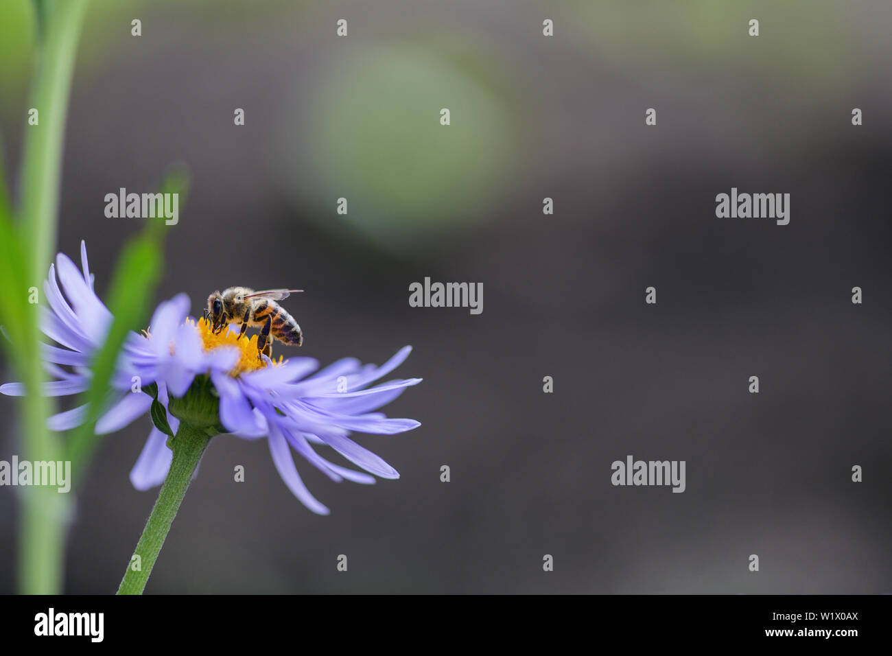 Biene sitzt auf einem Zwiebel Blume im Garten. Horizontale Fotografie Stockfoto