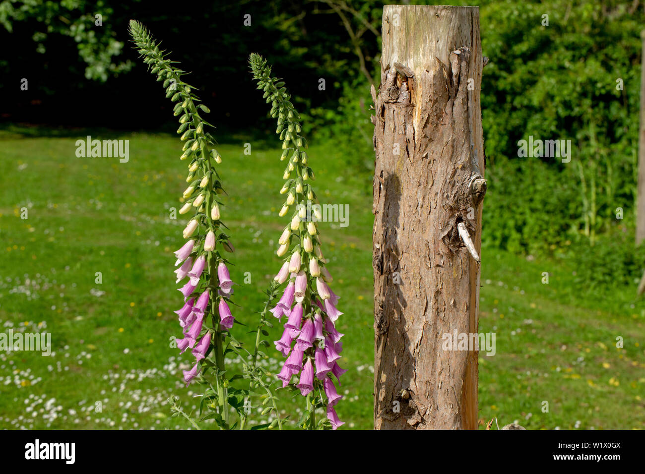 Blütenköpfe Fingerhut (Digitalis purpurea). Zwei Köpfe, die verschiedenen Stufen der jede Blume Öffnung auf der vollen Länge der aufrechte Stiele, von Knospen, voll an der Unterseite öffnen. ​ Stockfoto