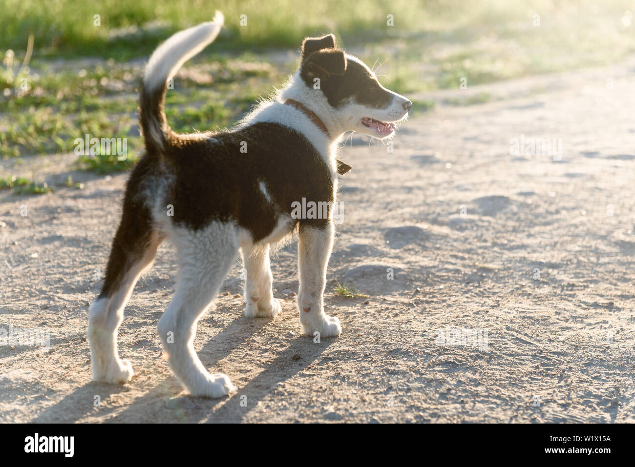 Kleiner lustiger Laufwelpe Stockfoto