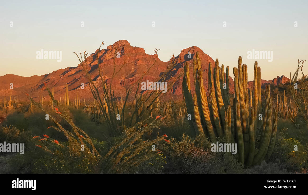 Sonnenuntergang am Organ Pipe Cactus national moument in der ajo Min Stockfoto