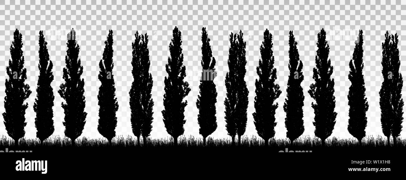 Realistische Abbildung eines Windschutzes aus einer Reihe von Pappeln mit Gras und Platz für Text. Auf Transparenten Hintergrund isoliert-Vektor Stock Vektor