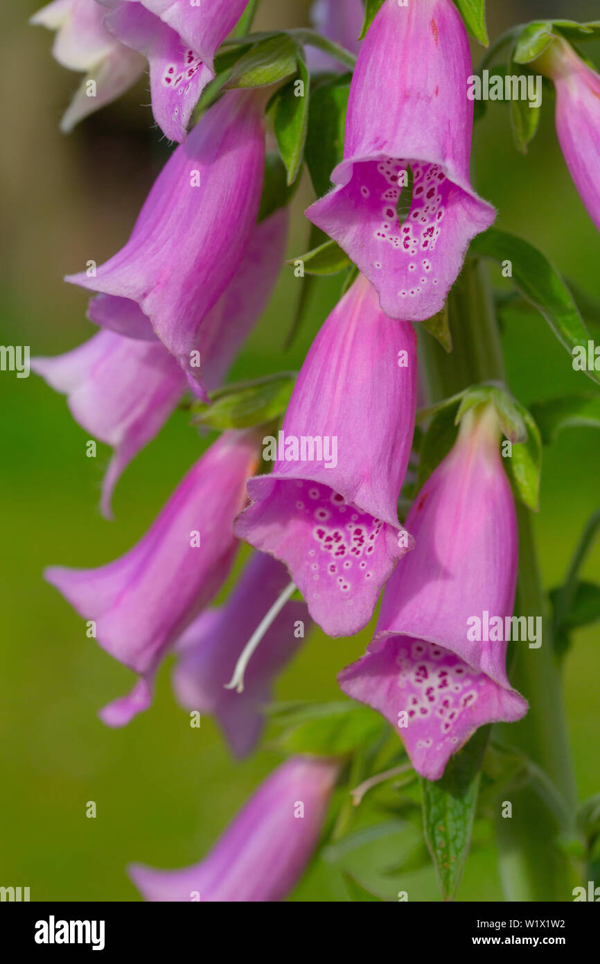 Gemeinsame Fingerhut (Digitalis purpurea in Blume). Cluster hängen auf einer Seite. Schließen oben Blütenblatt Rohre undeutlich 5-gelappten, mit einem großen lobe Lippe an der Unterseite, ein Bootssteg für Insekten. ​ Stockfoto
