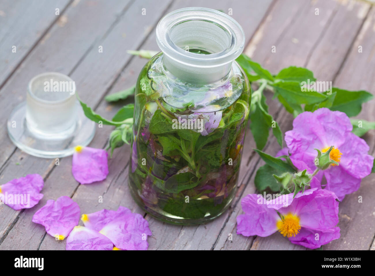 Tinktur aus Zistrosen, Zistrosen-Tinktur, Zistrosentinktur, alkoholischer Auszug, Tinkturen, Tinktur, malen. Graubehaarte Zistrose, Graubehaarte Cist Stockfoto
