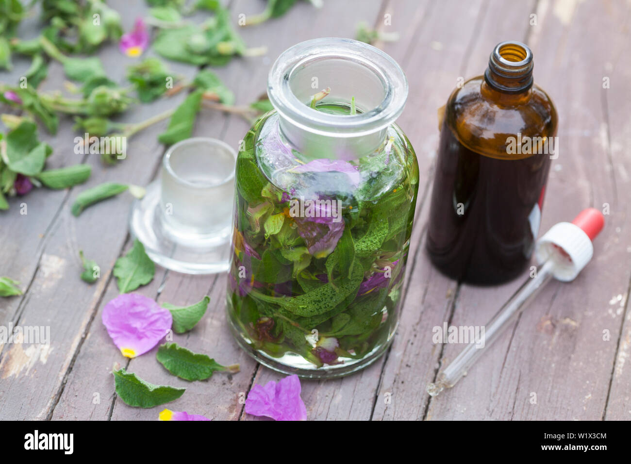 Tinktur aus Zistrosen, Zistrosen-Tinktur, Zistrosentinktur, alkoholischer Auszug, Tinkturen, Tinktur, malen. Graubehaarte Zistrose, Graubehaarte Cist Stockfoto