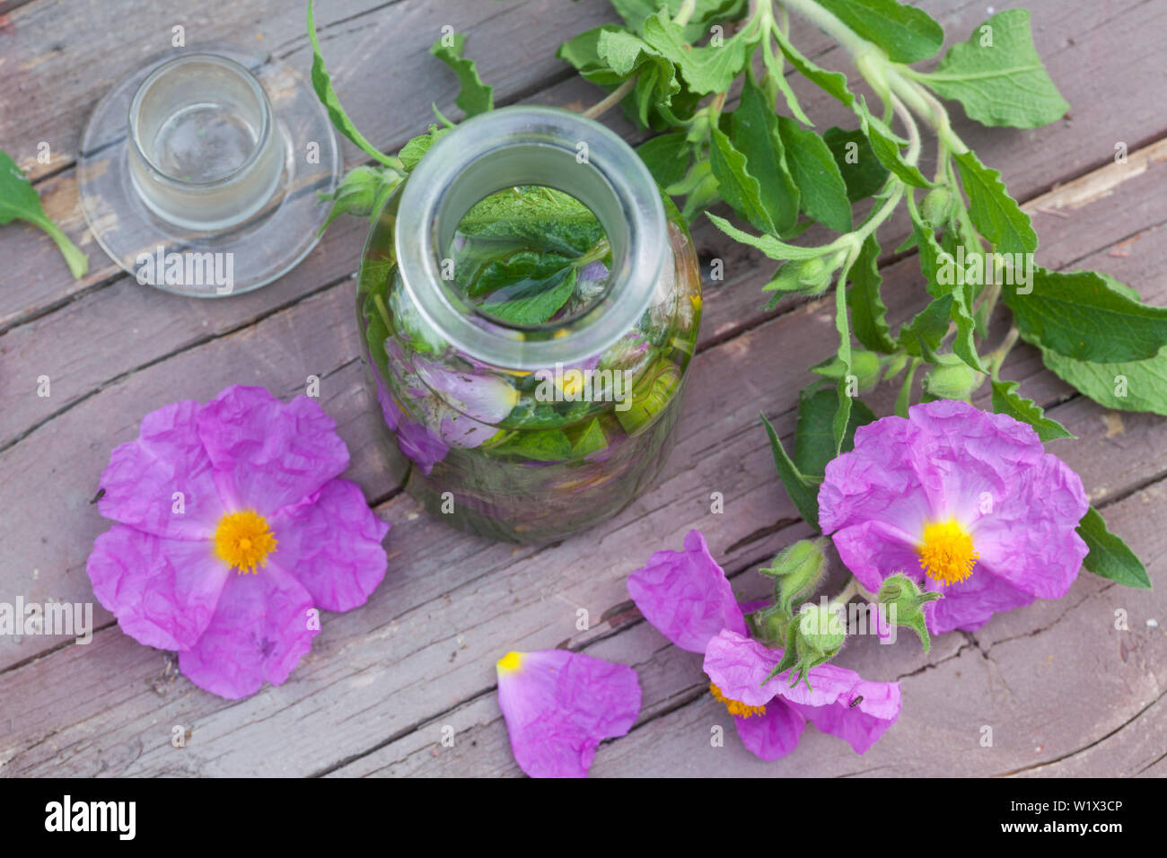 Tinktur aus Zistrosen, Zistrosen-Tinktur, Zistrosentinktur, alkoholischer Auszug, Tinkturen, Tinktur, malen. Graubehaarte Zistrose, Graubehaarte Cist Stockfoto