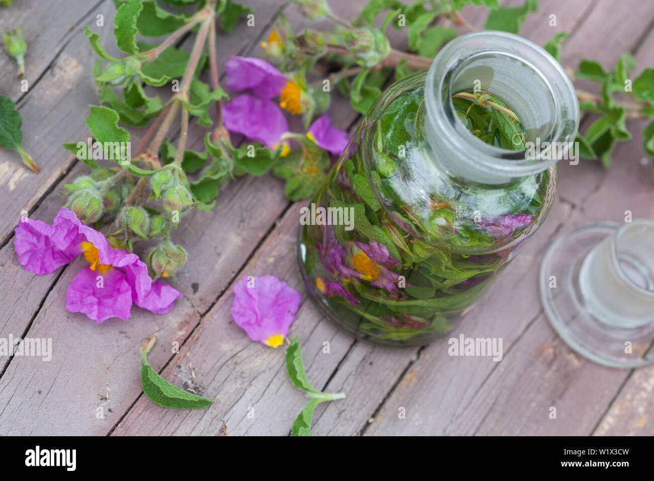 Tinktur aus Zistrosen, Zistrosen-Tinktur, Zistrosentinktur, alkoholischer Auszug, Tinkturen, Tinktur, malen. Graubehaarte Zistrose, Graubehaarte Cist Stockfoto