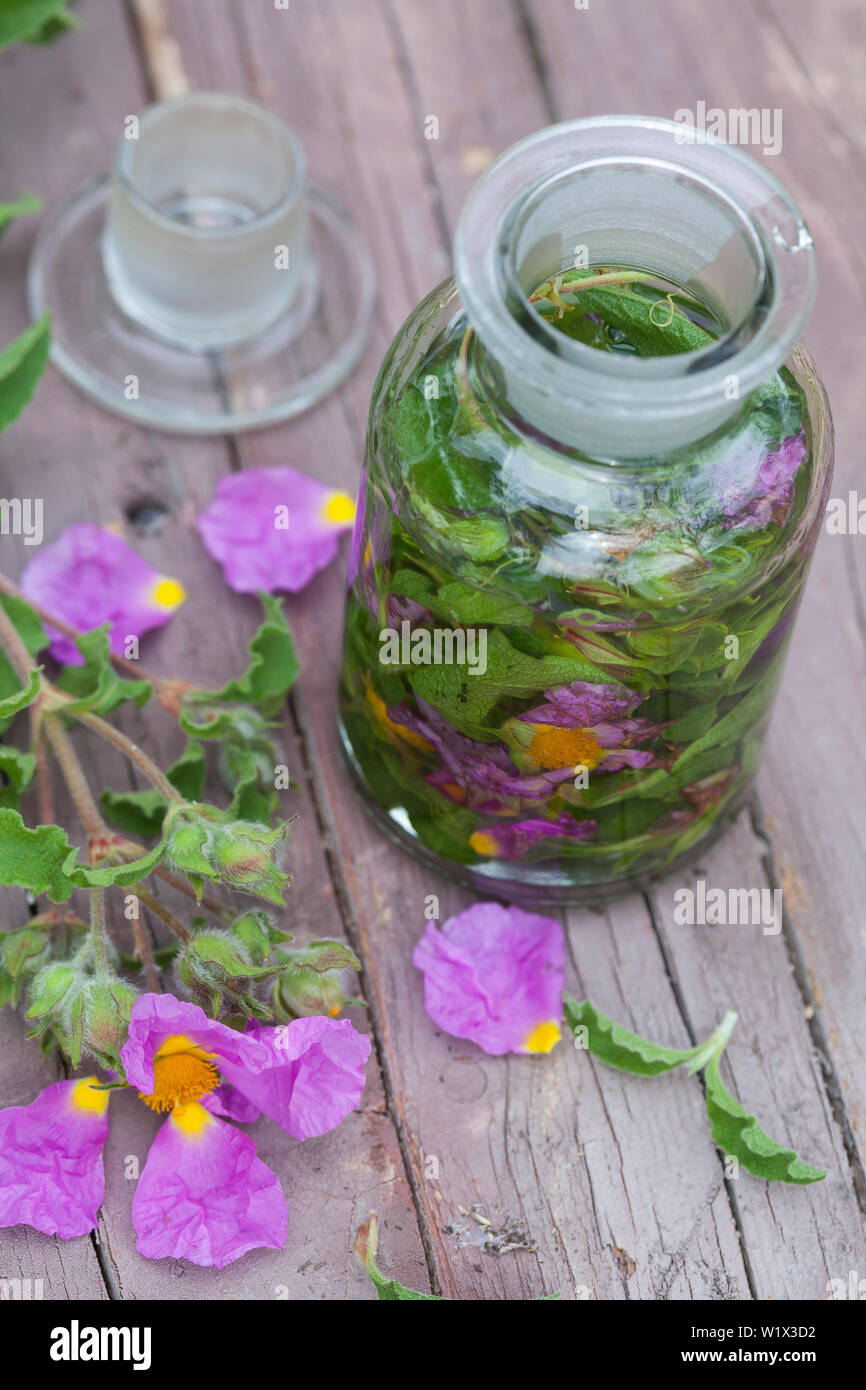 Tinktur aus Zistrosen, Zistrosen-Tinktur, Zistrosentinktur, alkoholischer Auszug, Tinkturen, Tinktur, malen. Graubehaarte Zistrose, Graubehaarte Cist Stockfoto