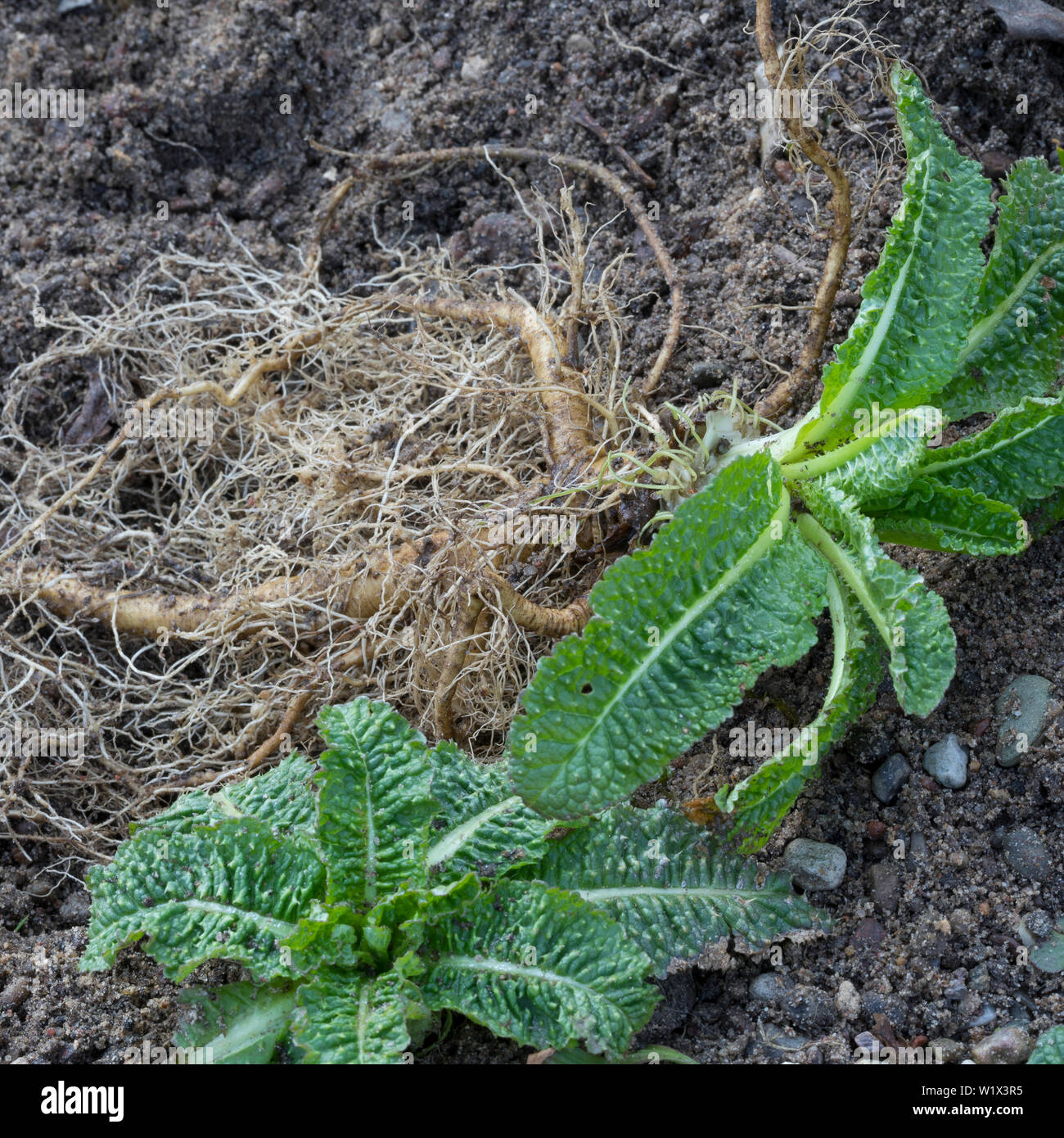 Wilde Karde, Wurzel, Wurzeln, Wurzelstock, Kardenwurzel, Karden-Wurzel, Dipsacus fullonum, Kardenwurzeln, Dipsacus sylvestris, Fuller's Karde, wilde t Stockfoto