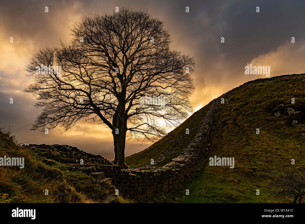 Herbst Baum auf eine Mauer aus Stein in einer Depression mit einem dramatischen Beleuchtung Atmosphäre, Greenhead, Northumberland, Großbritannien Stockfoto