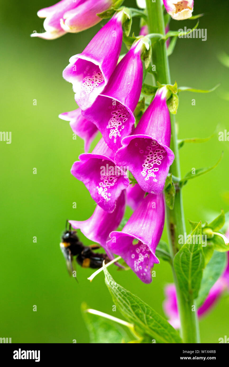 Fingerhut (Digitalis purpurea), Blüte, die individuelle Blumen und unterschiedlichen Markierungen auf den unteren dreilappige Lippe. Hummel (Bombus sp. ) Landete unten links. ​ Stockfoto