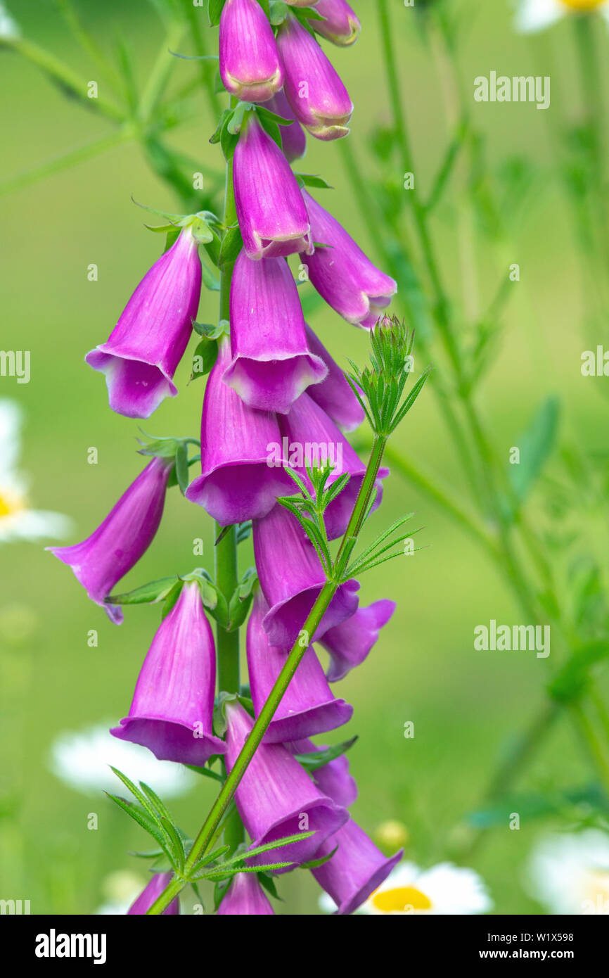 Blume Fingerhut Kopf über von der Twining schaft Goosegrass (Galium aparine) umhüllt werden. Stockfoto