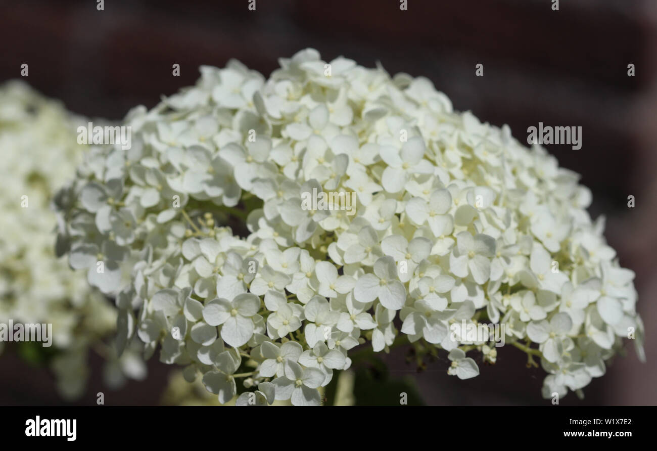 Nahaufnahme der Hydrangea arborescens, die gemeinhin als glatte Hortensie bekannt, wilde Hortensie, oder sevenbark Stockfoto