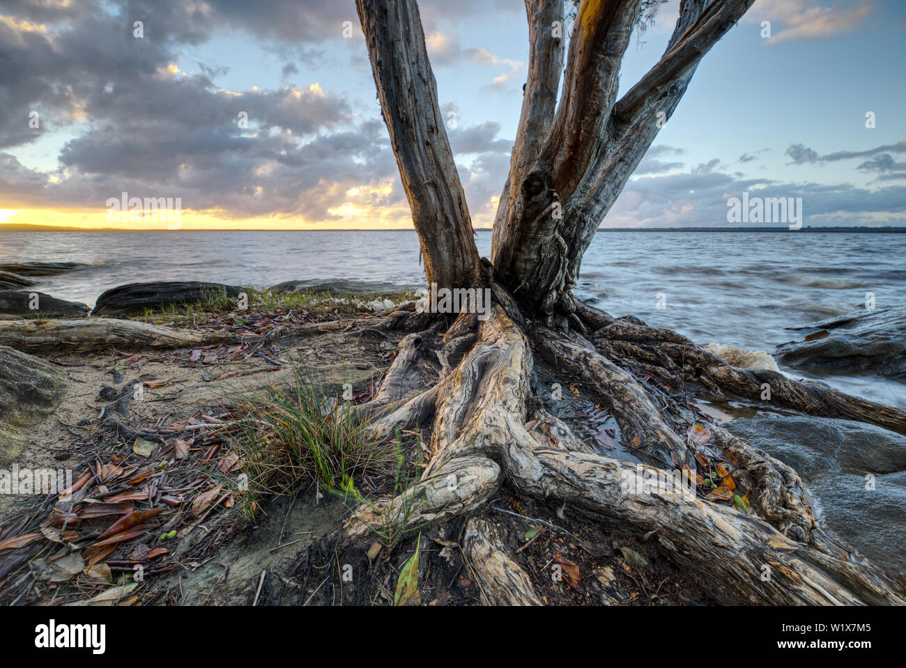 Lake Cootharaba Landschaft bei Sonnenaufgang, in der Nähe der Noosa Everglade, in Queensland, Australien Stockfoto