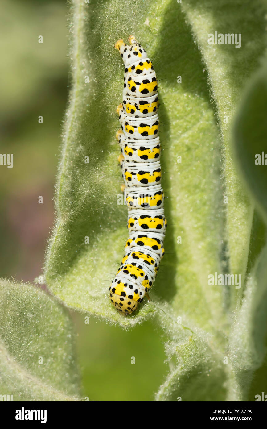 Königskerze motte Caterpillar auf Molène Stockfoto