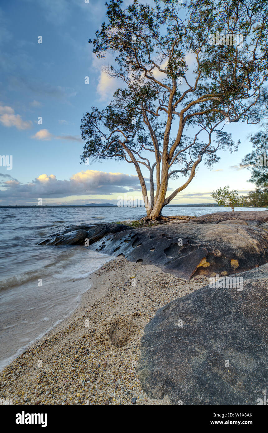 Lake Cootharaba Landschaft bei Sonnenaufgang, in der Nähe der Noosa Everglade, in Queensland, Australien Stockfoto