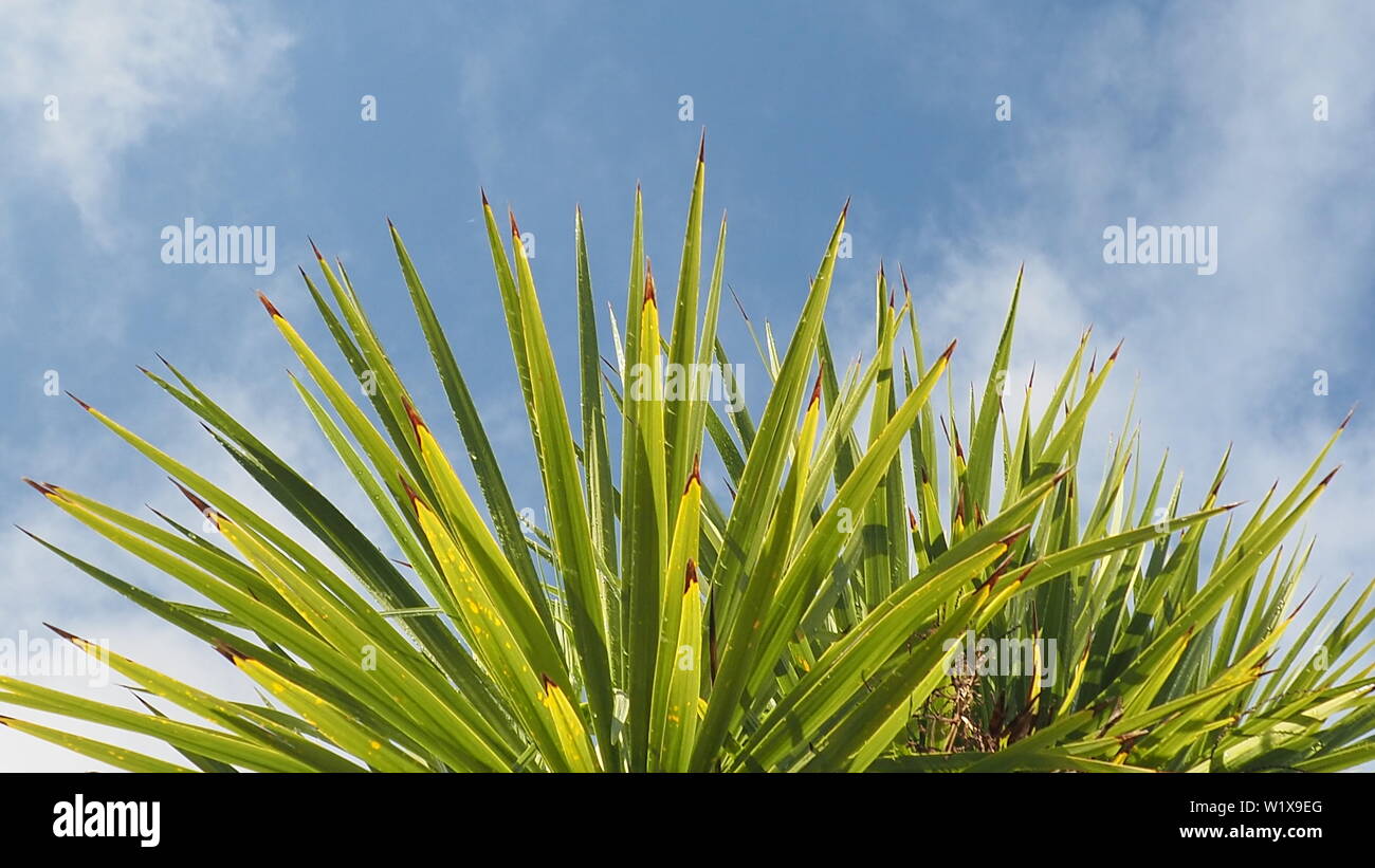 Der obere Rand der stacheligen Bündel Cordyline Blätter Stockfoto