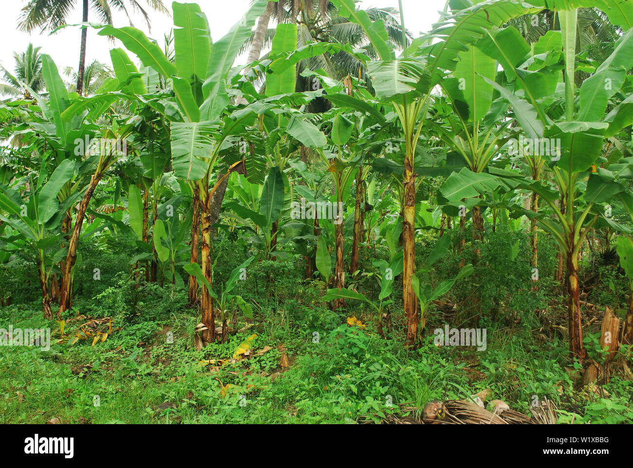 Forstpflanzenanbau -Fotos und -Bildmaterial in hoher Auflösung - Seite ...
