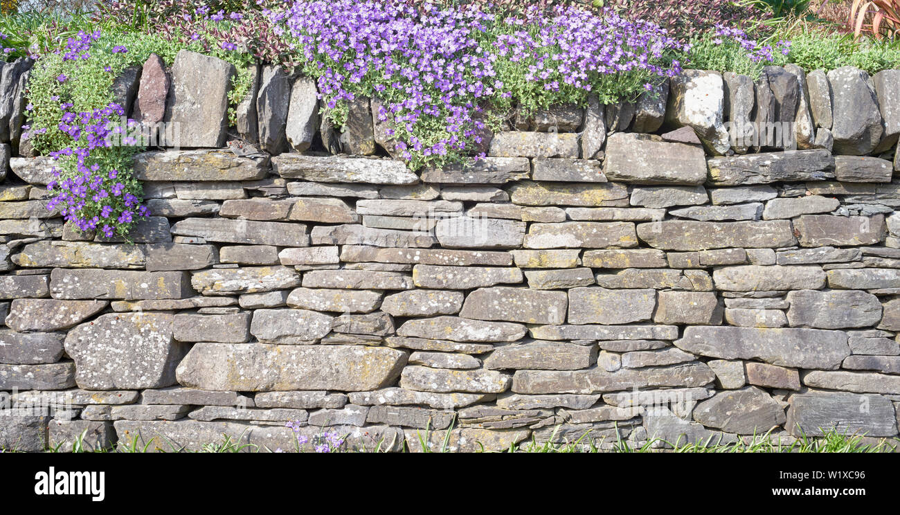 Trockenmauern Stützmauer und Aubretia Blumen, Alva, Clackmannanshire, Schottland. Stockfoto