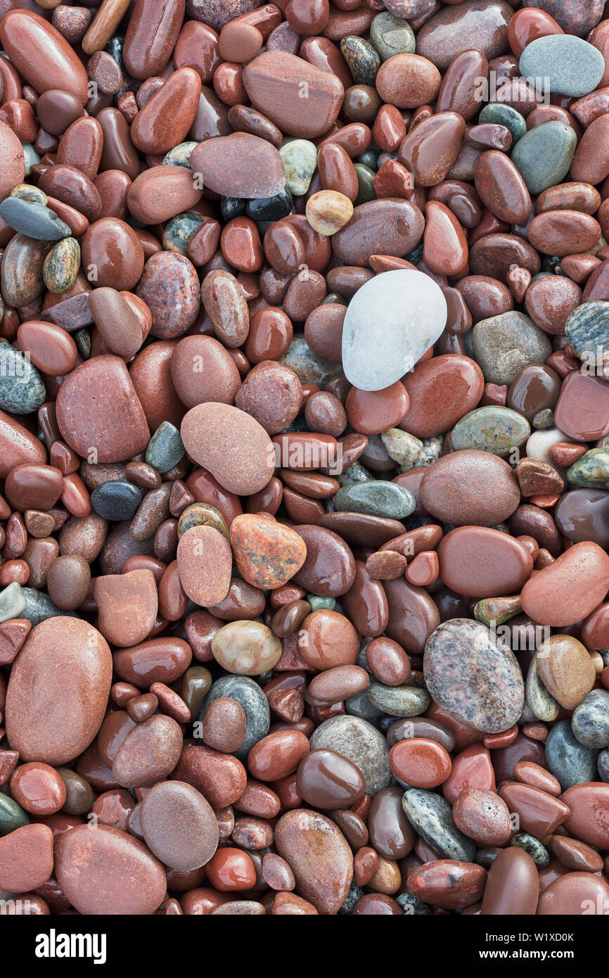 Single Quarzit Stein auf dem Bett von Red Pebbles, Bucht von Stoer, Stoer, Assynt, Sutherland, Highland, Schottland Stockfoto