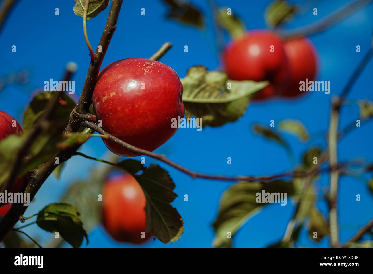 Apfel Obst Baum mit bunten frischen Apfel Stockfoto