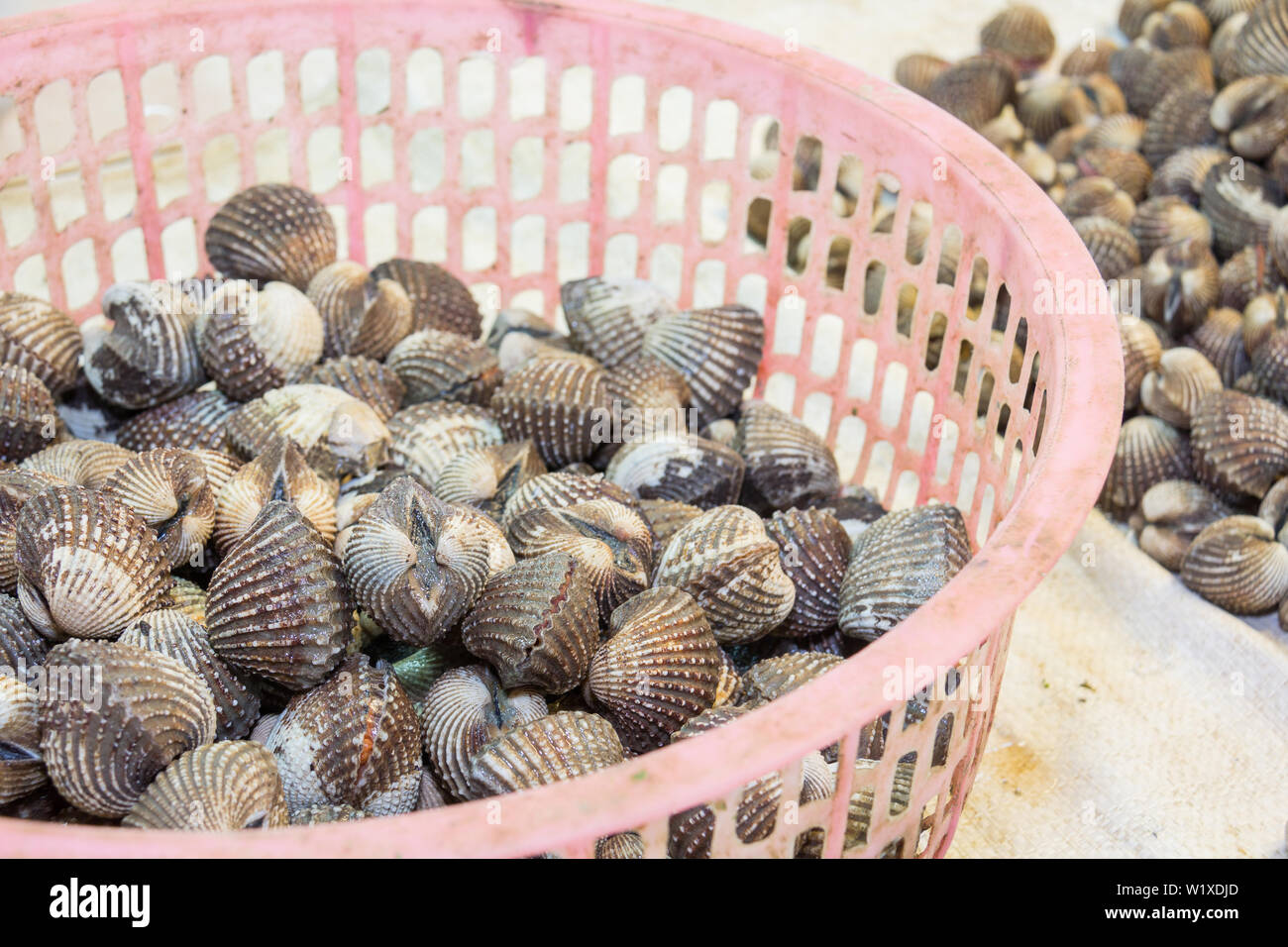 Frisches Blut Herzmuscheln in Sea Food Markt Stockfoto