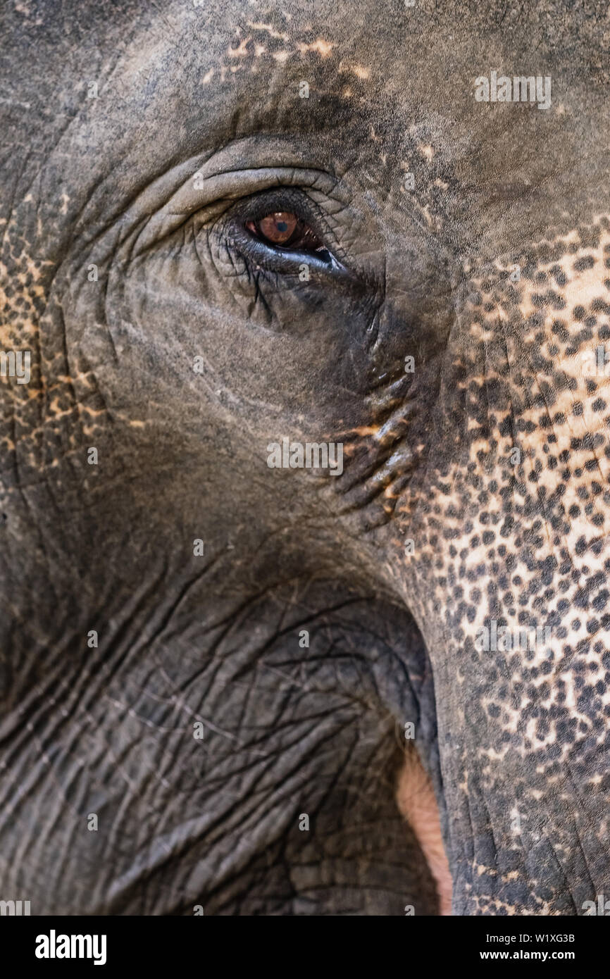 Elefanten Auge schließen. Stockfoto