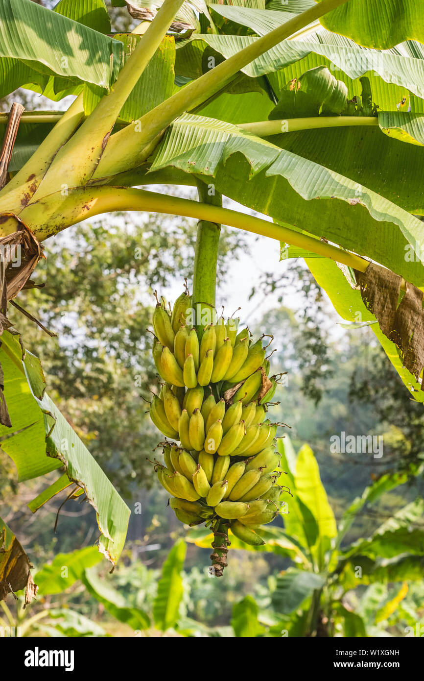 Bananen Auf Eine Bananenstaude Stockfotografie Alamy