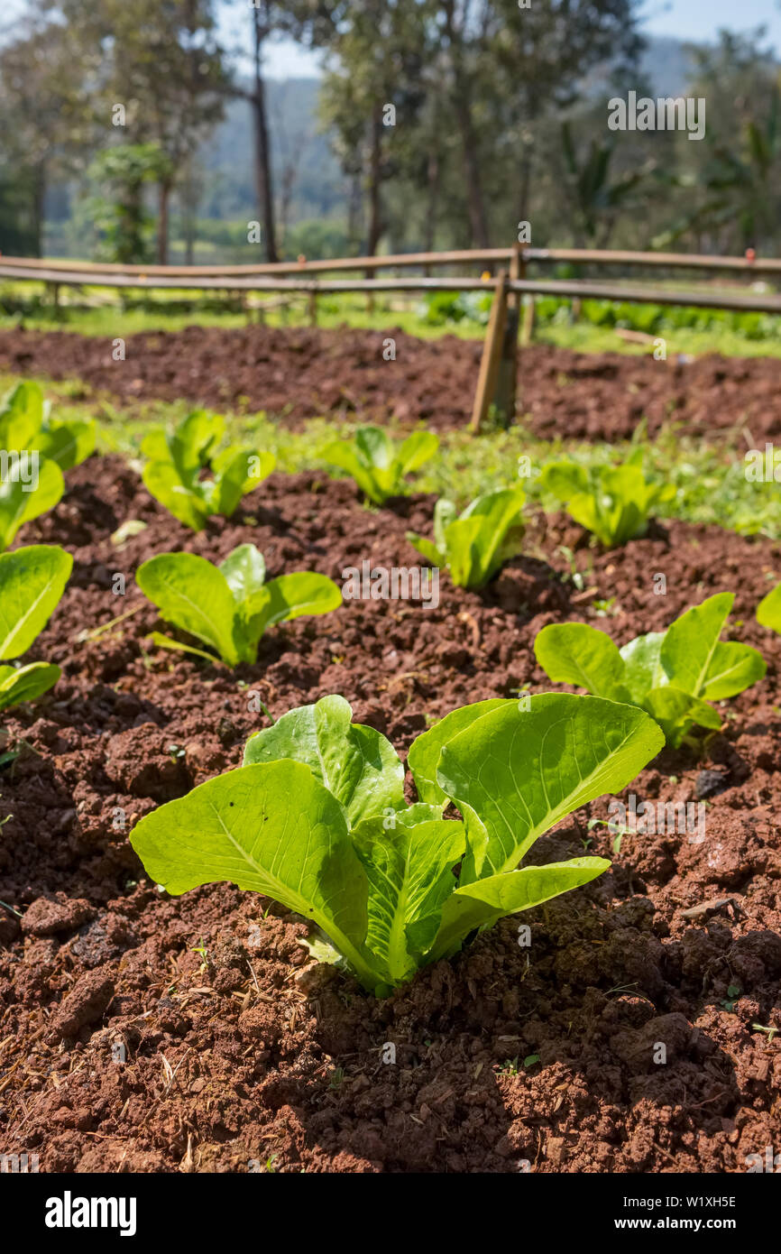 Frischer Salat im Gemüsegarten wachsen Stockfoto