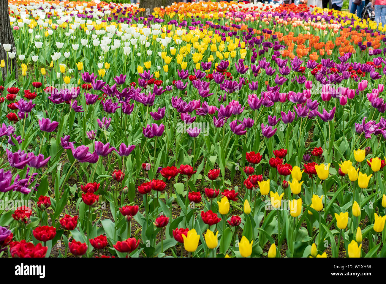 Mehrfarbiges Feld mit roten, gelben, dunkel violetten und weißen Tulpen von Tulip Festival. Bild nützlich für Web Design und als Computer Wallpaper. Stockfoto