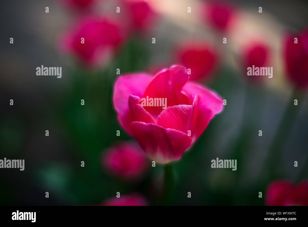 Schöne und bunte rosa Tulpen auf dunkelgrünem Hintergrund. Große Nahaufnahmen von Tulip Festival. Stockfoto