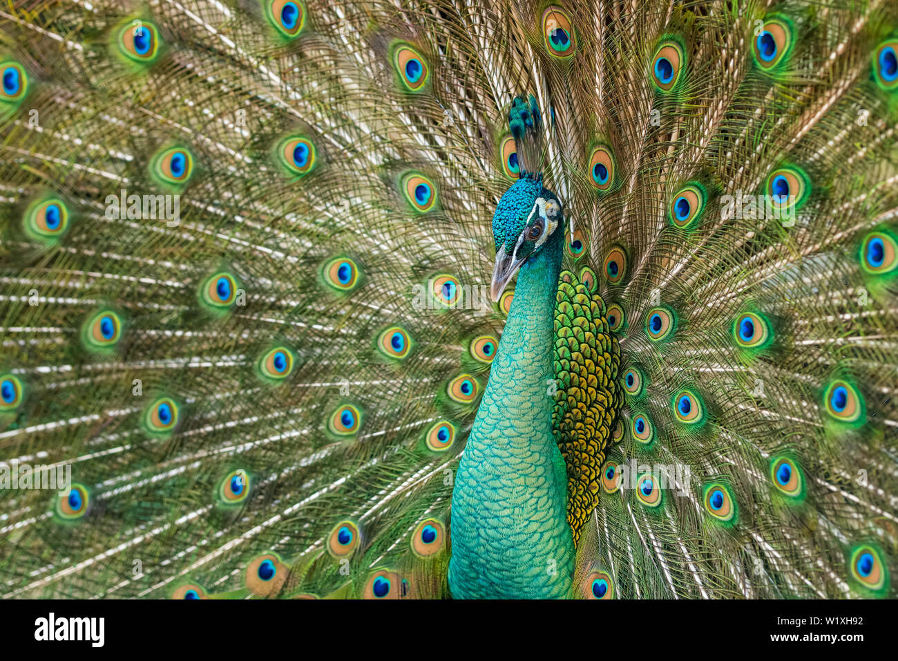 Nahaufnahme der männlichen Pfau mit vollständig ausgeklappt Federn seines Schwanzes Stockfoto