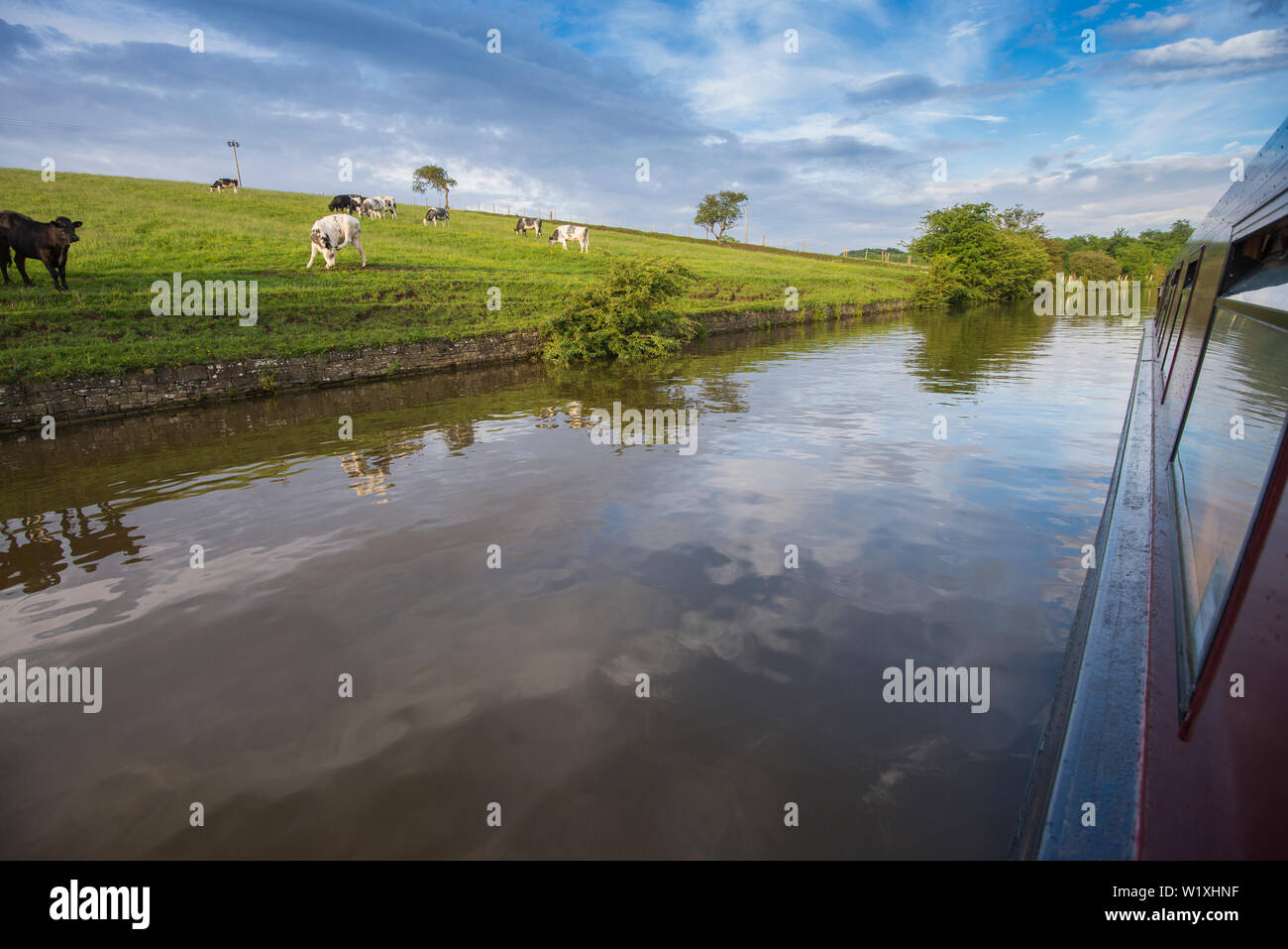 Holstein friesian rinder auf der weide -Fotos und -Bildmaterial in ...