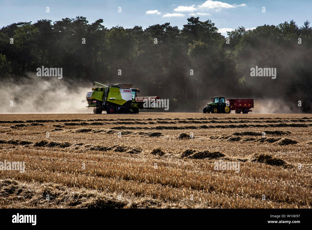 Mähdrescher bei der Ernte Stockfoto