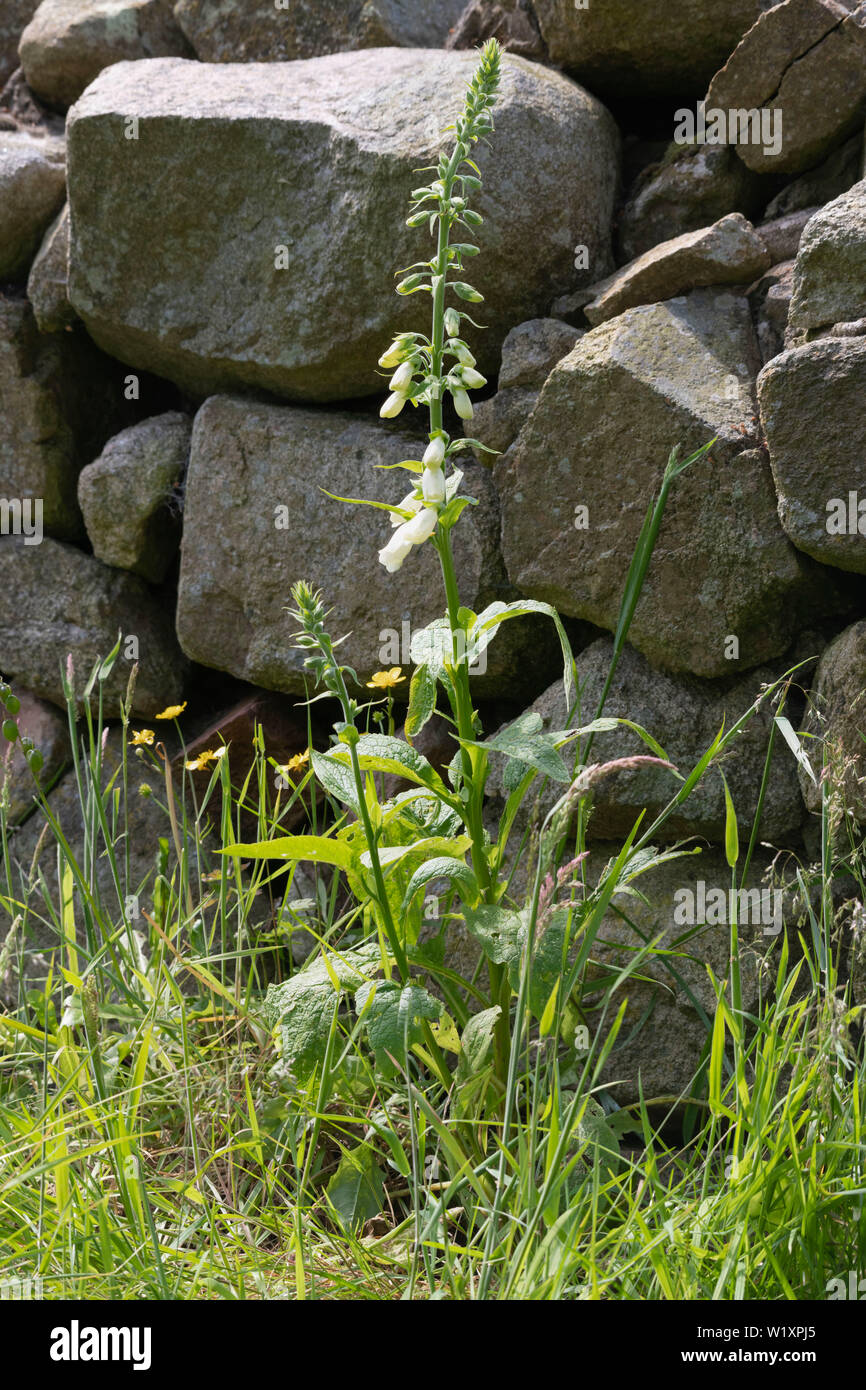 Ranunkeln und weißen Fingerhut an den Rand eines Feldes in Aberdeenshire, Schottland wachsenden Neben einer Trockenmauer Stockfoto