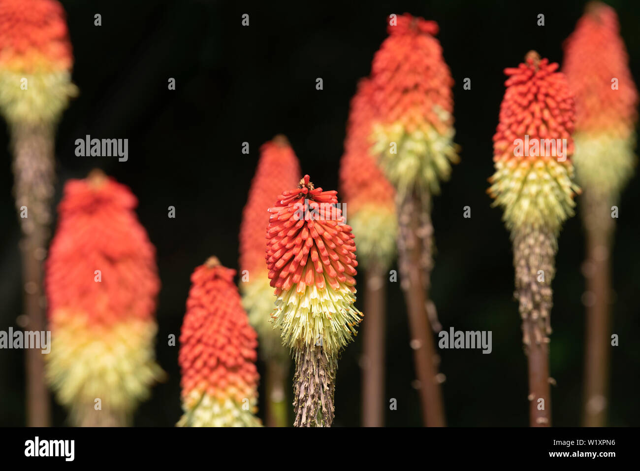 Red-Hot Poker (kniphofia) Blumen (auch bekannt als Fackel Lilien oder Tritoma) gegen einen dunklen Hintergrund Stockfoto
