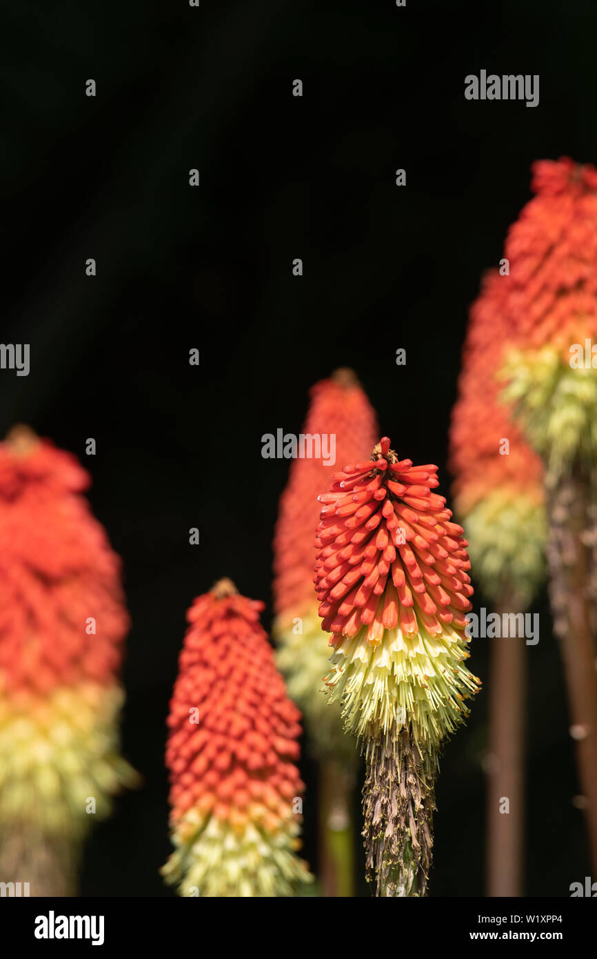 Red-Hot Poker (kniphofia) Blumen (auch bekannt als Fackel Lilien oder Poker Anlage) gegen einen dunklen Hintergrund Stockfoto