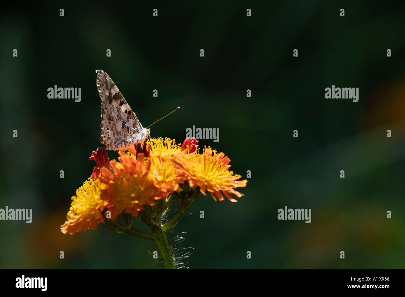 Ein Distelfalter (Vanessa Cardui) Feeds auf 'Fuchs und Cubs (Pilosella Aurantiaca), auch als "Golden Mouse Ear" bekannt. Stockfoto