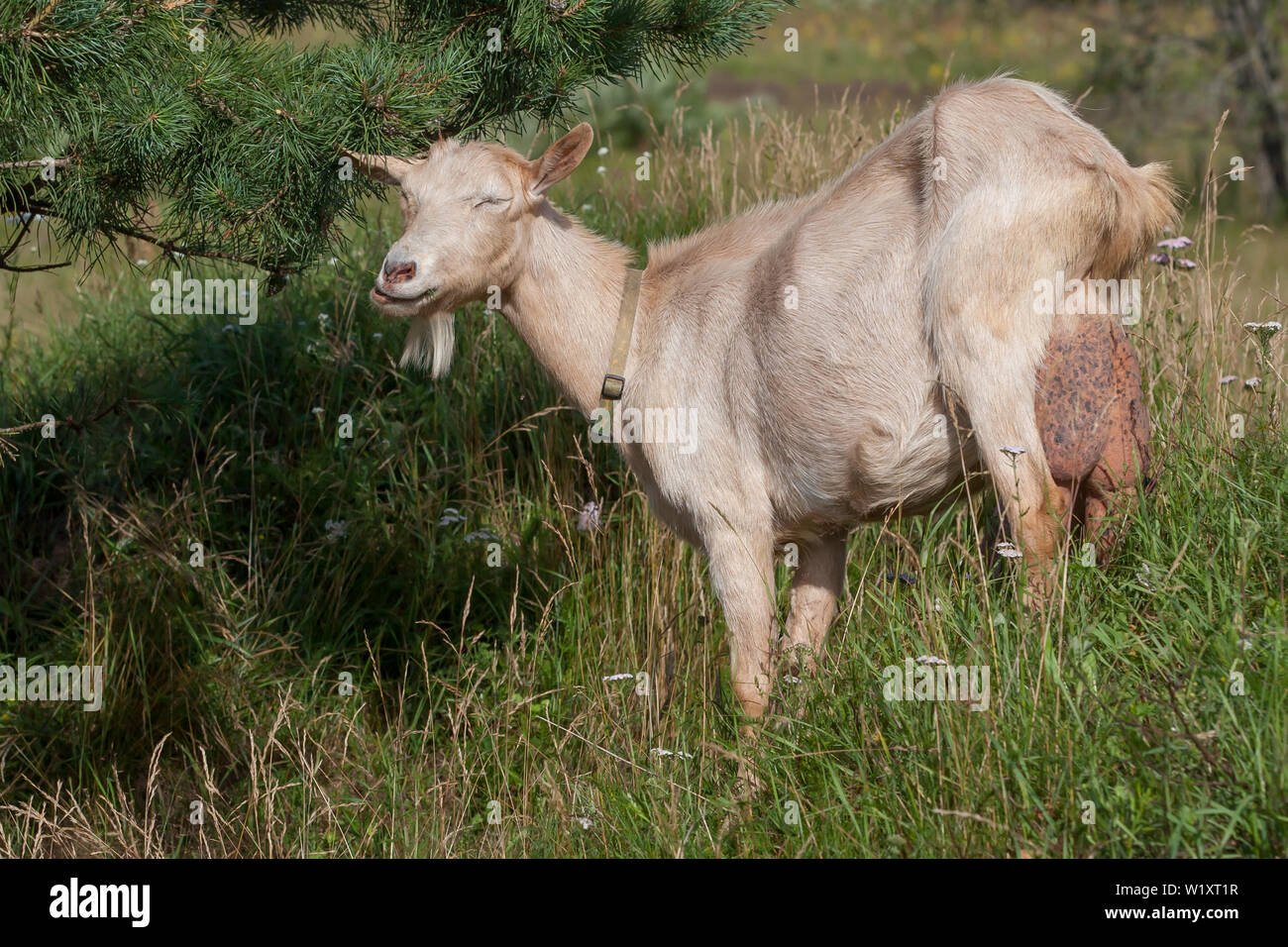 Eine alte Ziege mit einem großen Euter isst Piniennadeln Stockfoto