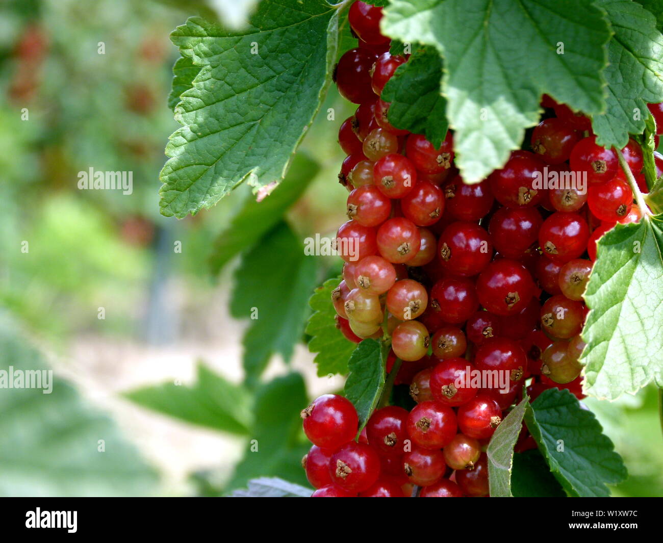 Rote Johannisbeeren am Strauch hängen nur vor der Ernte Stockfoto