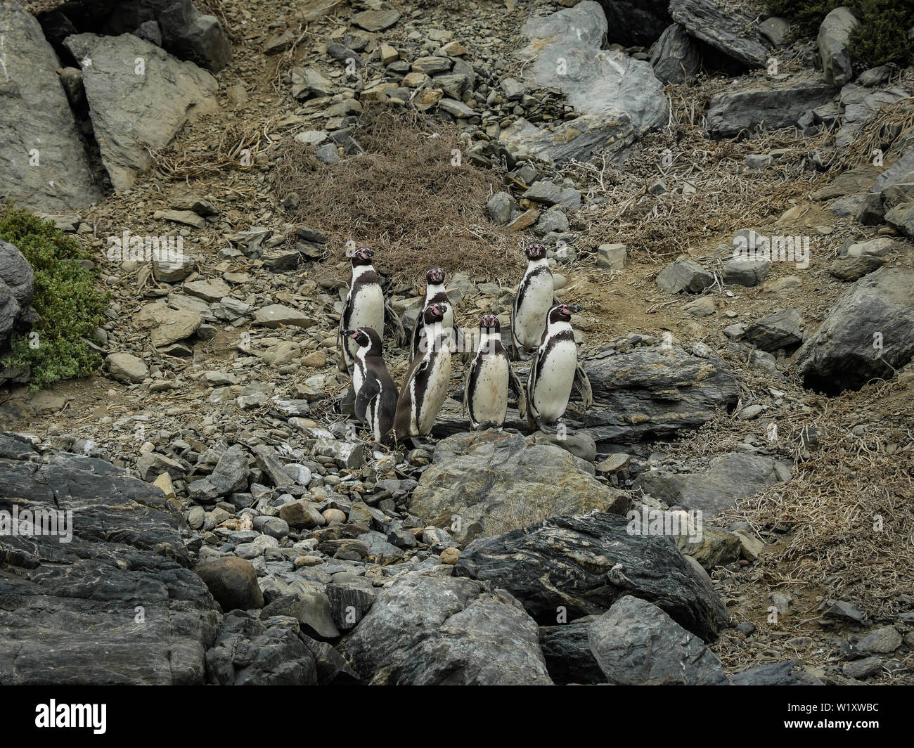 Chile Patagonien Natur wilde Penguin Stockfoto