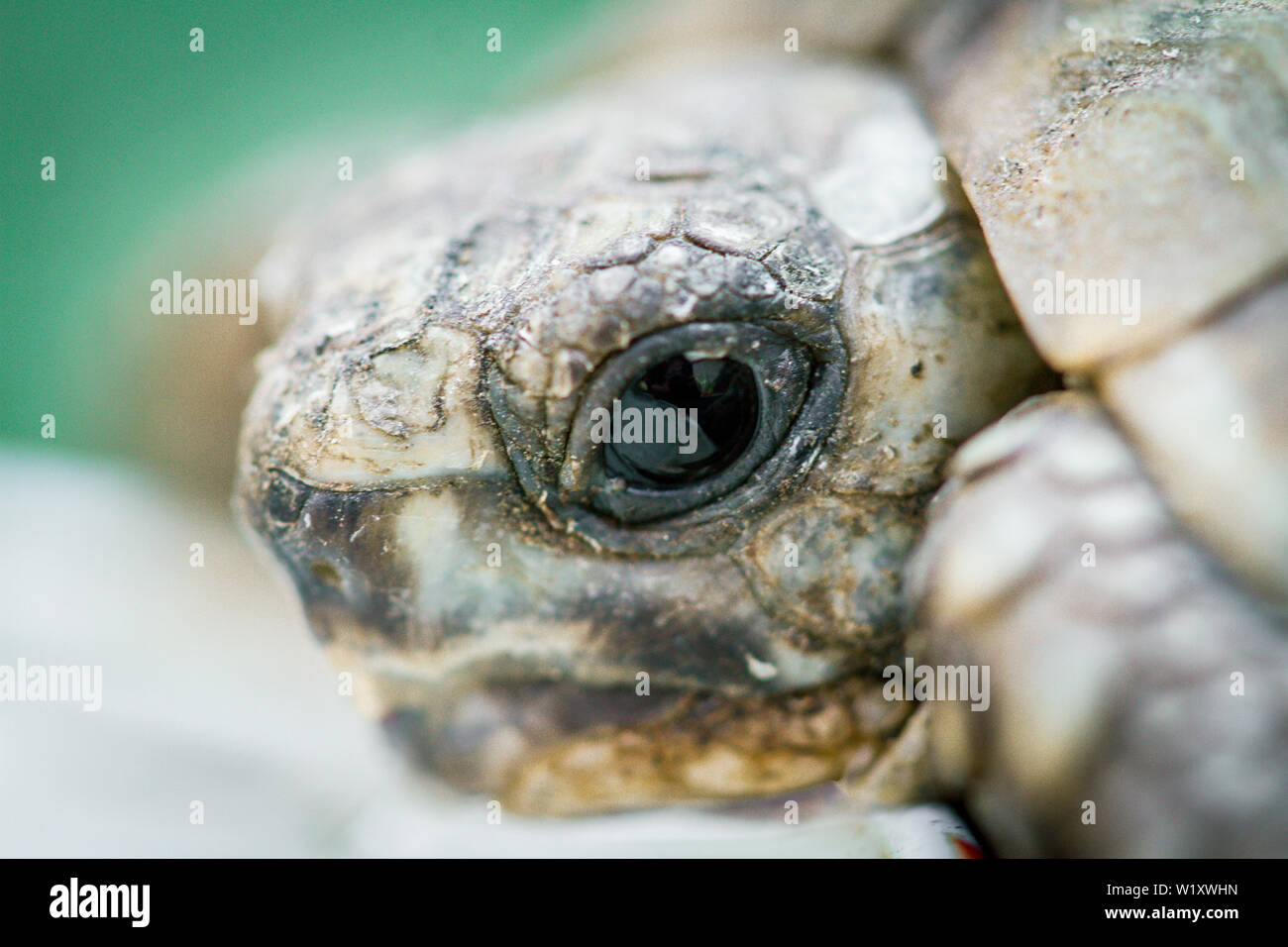 Close-up baby Schildkröte Kopf Stockfoto