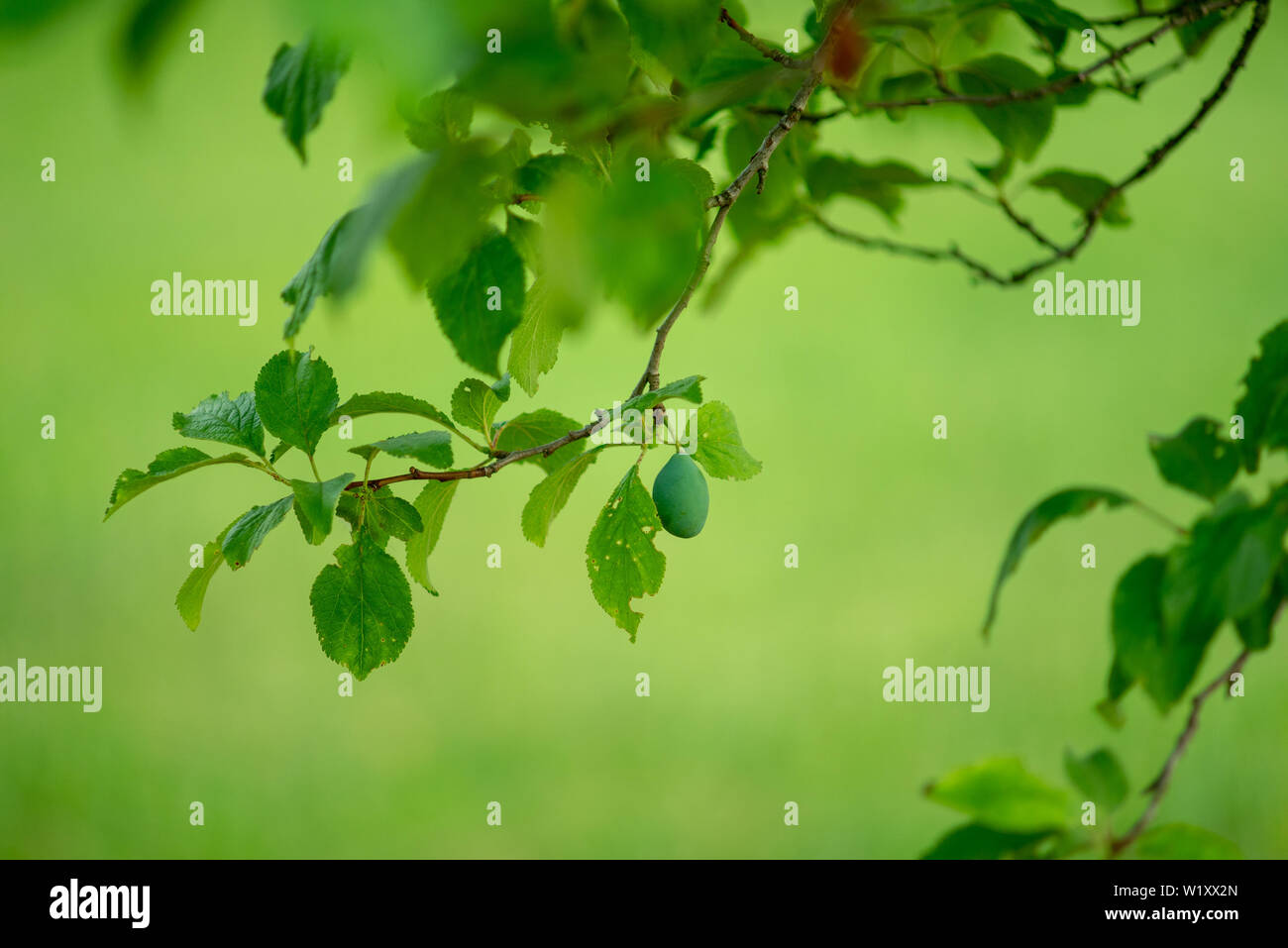 Pflaume im Obstgarten. Pflaume Zweig mit Reif grün Junge Beeren im Garten. Stockfoto