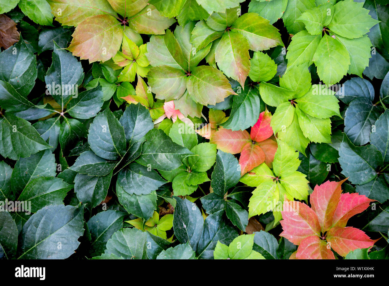 Bunte Blätter, Hintergrund Stockfoto