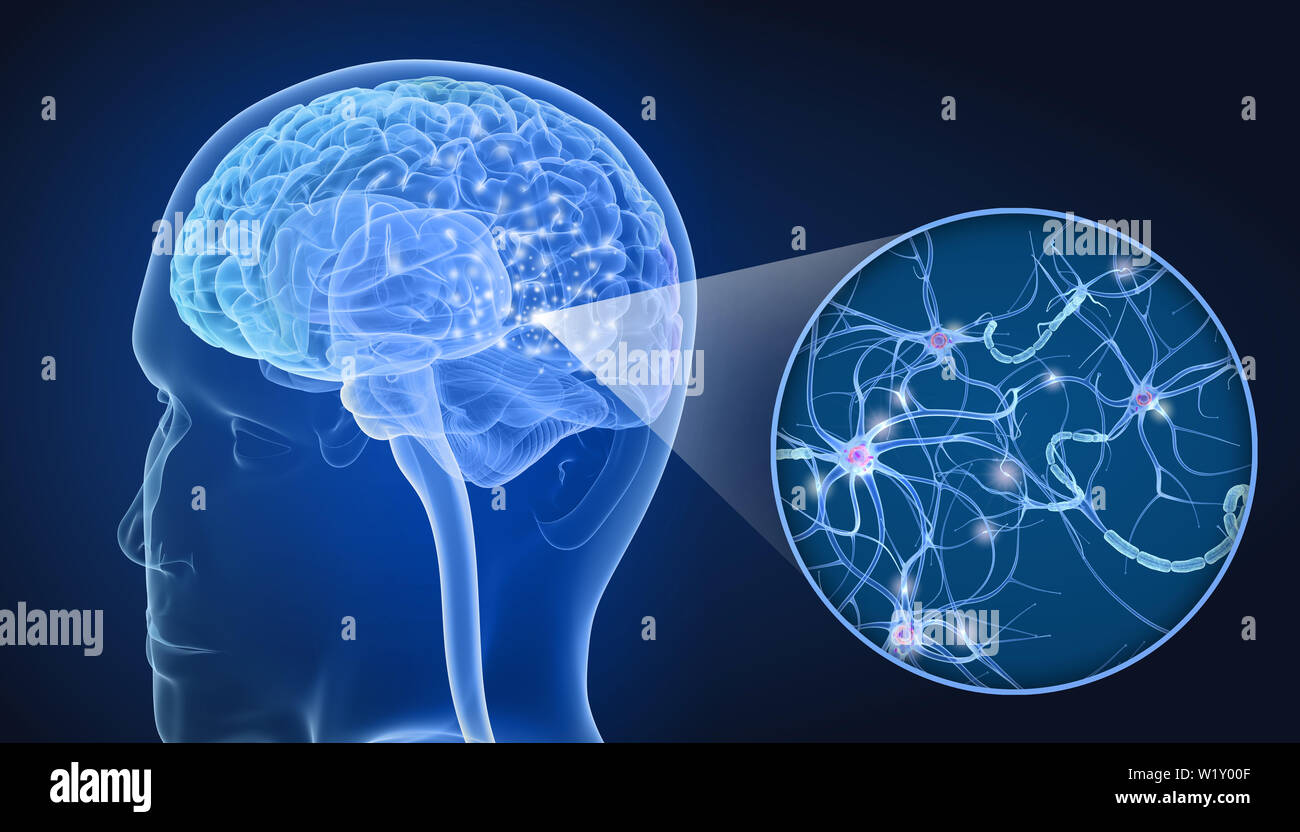Menschliches Gehirn und Nervenzellen Anatomie in Details. 3D-Darstellung Stockfoto