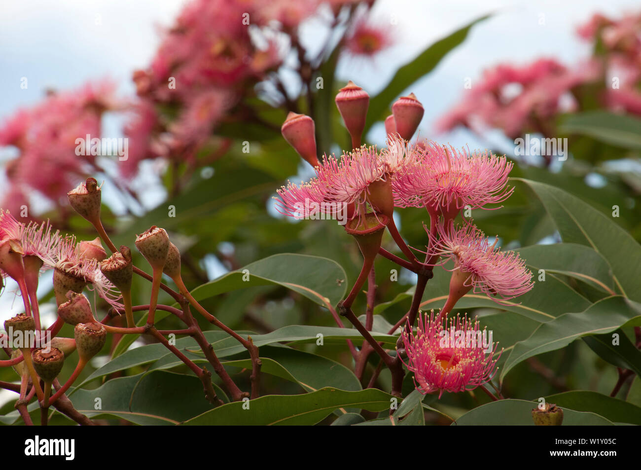 Sydney Australien, rosa Blüten von einem australischen Ureinwohner Blüte Gum Tree Stockfoto