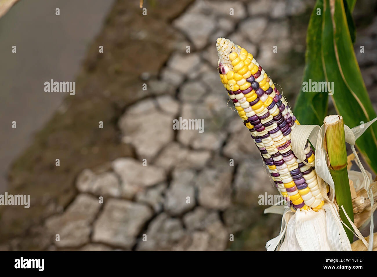 Mais mit vielen Farben in einem Pod auf dem Baum auf dem Hof zeigen. Stockfoto