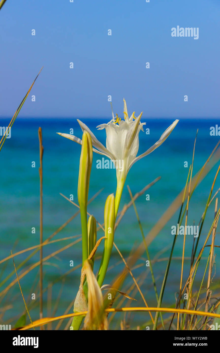 Sommer Wildblumen: Meer Daffodil am Strand, Apulien (Italien). Stockfoto