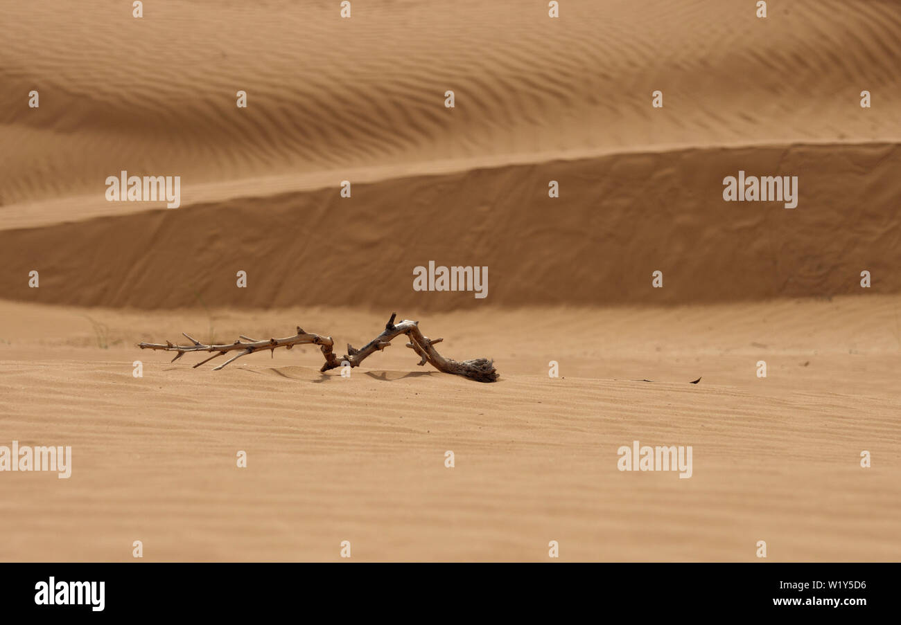Schöne Struktur der dichten gelben Sand, Dünen der Wüste. Stockfoto